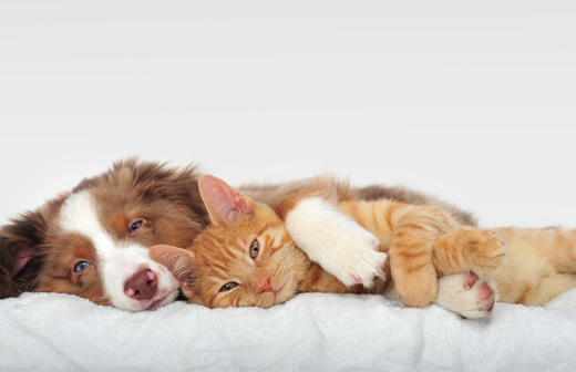 Comment protéger votre animal des parasites ? Comment protéger votre animal des parasites ?